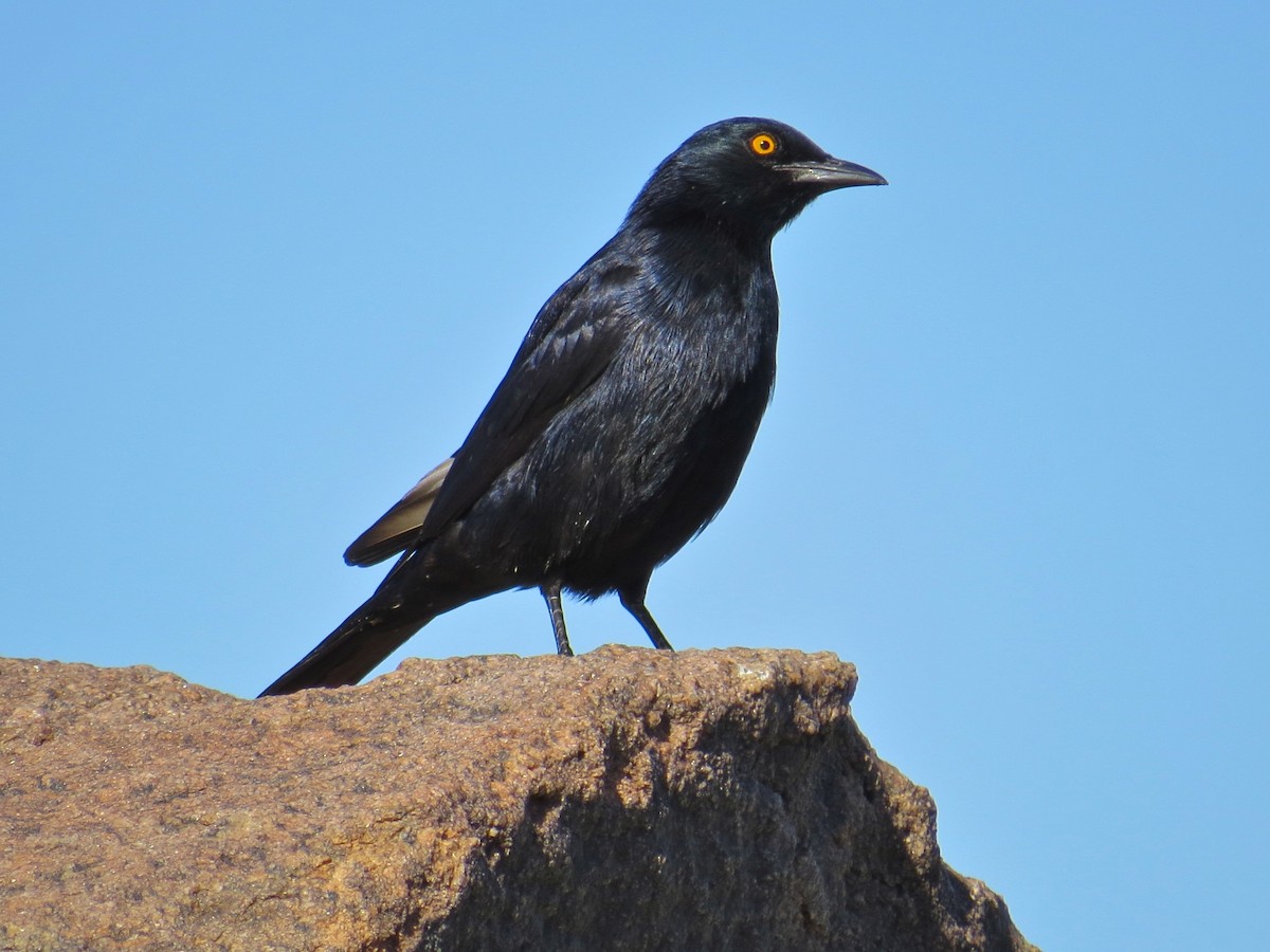 Pale-winged Starling - ML68099921