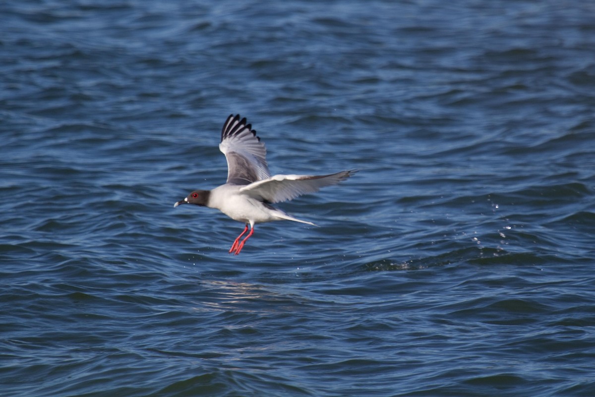 Swallow-tailed Gull - ML68101081