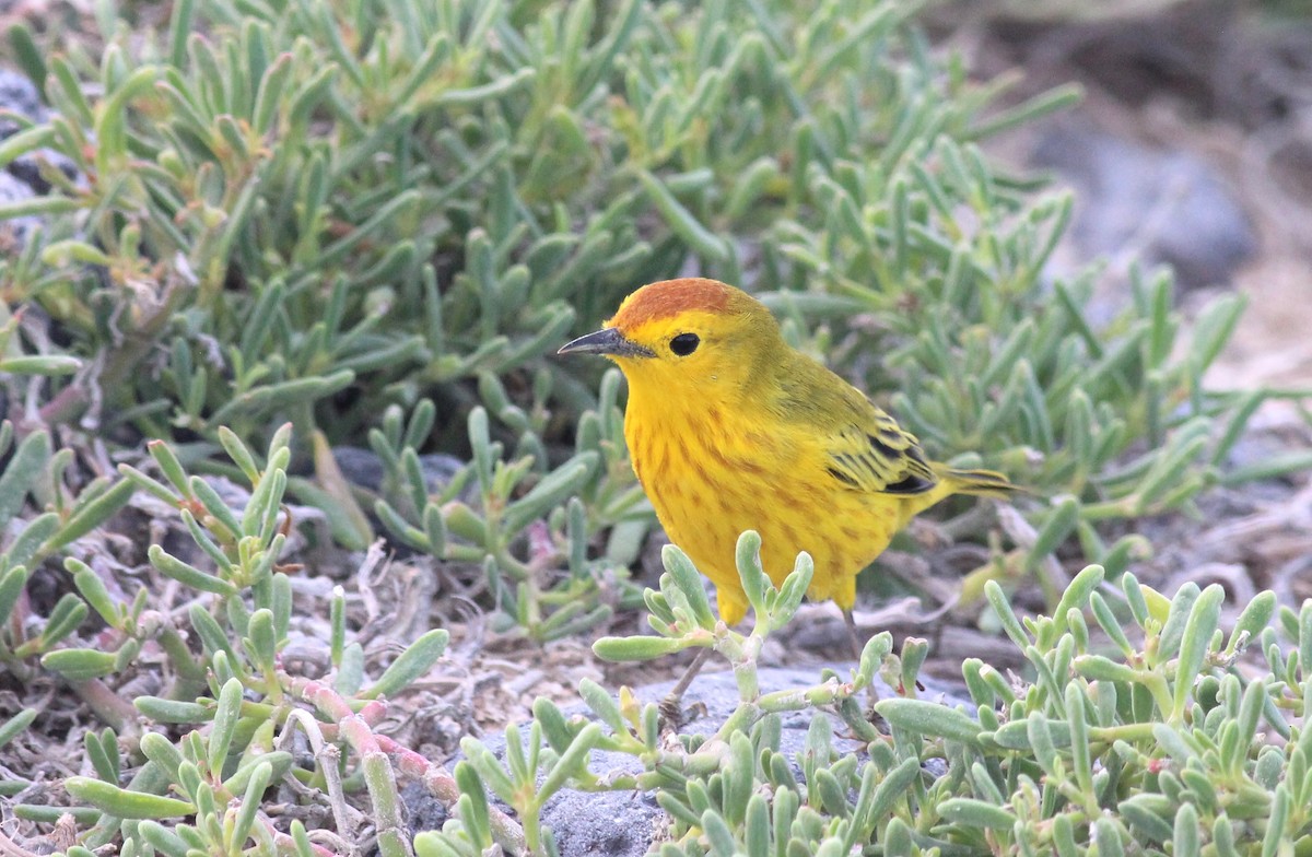 Yellow Warbler (Galapagos) - Shawn Billerman