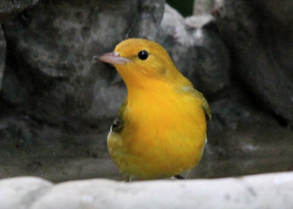 Prothonotary Warbler - ML68103591