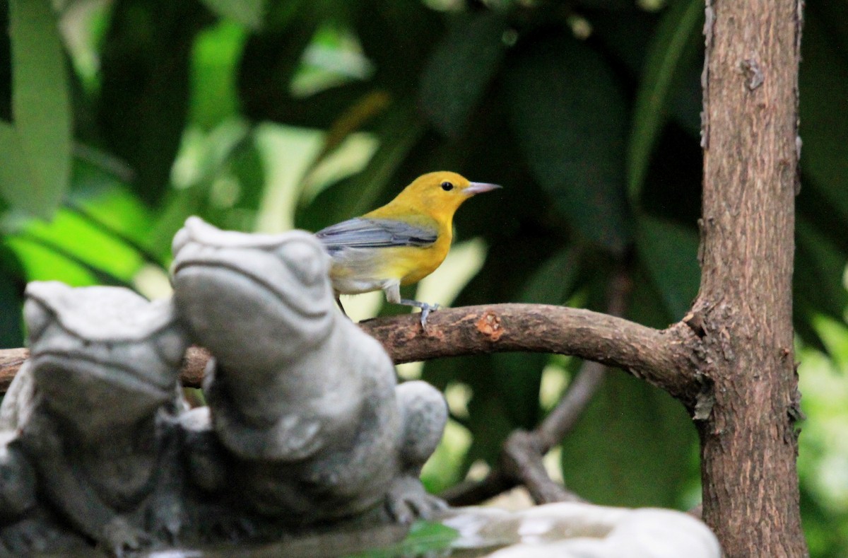 Prothonotary Warbler - ML68103651