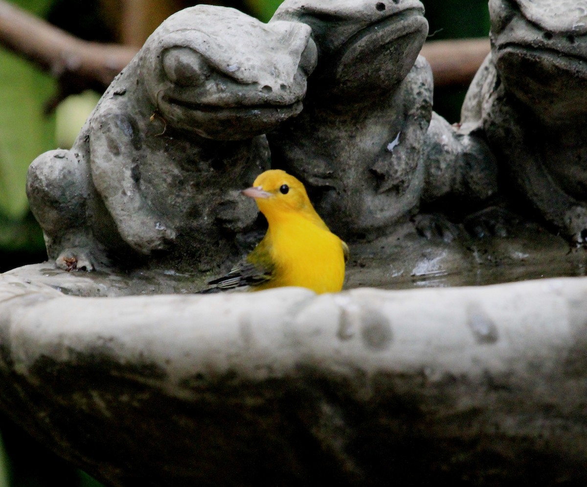 Prothonotary Warbler - ML68103671