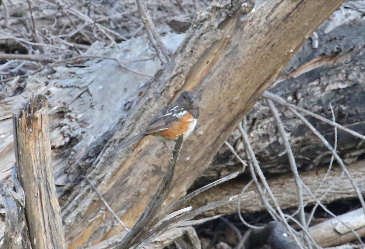 Spotted Towhee - ML68104111