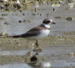 Semipalmated Plover - ML68104521