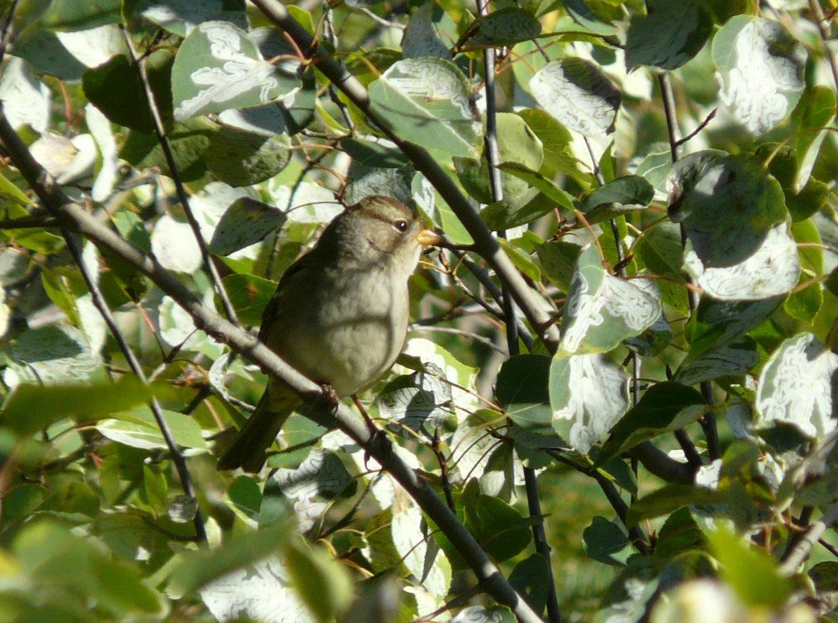 White-crowned Sparrow - Douglas Leighton