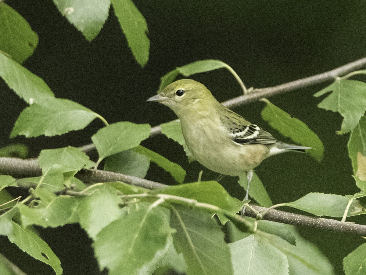 Bay-breasted Warbler - ML68108201