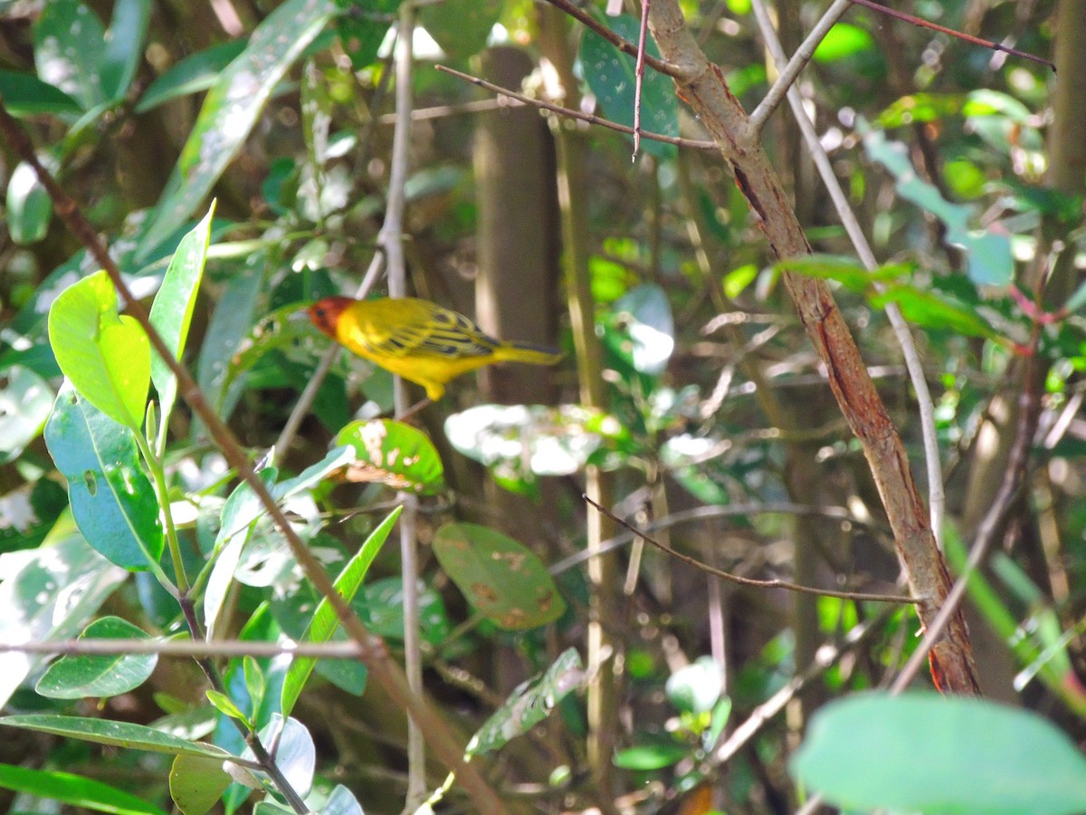 Yellow Warbler - ML68109851