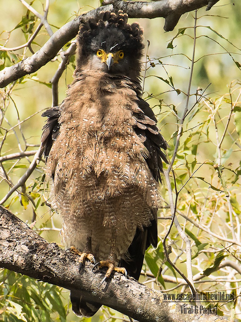 Crested Serpent-Eagle - ML68109891