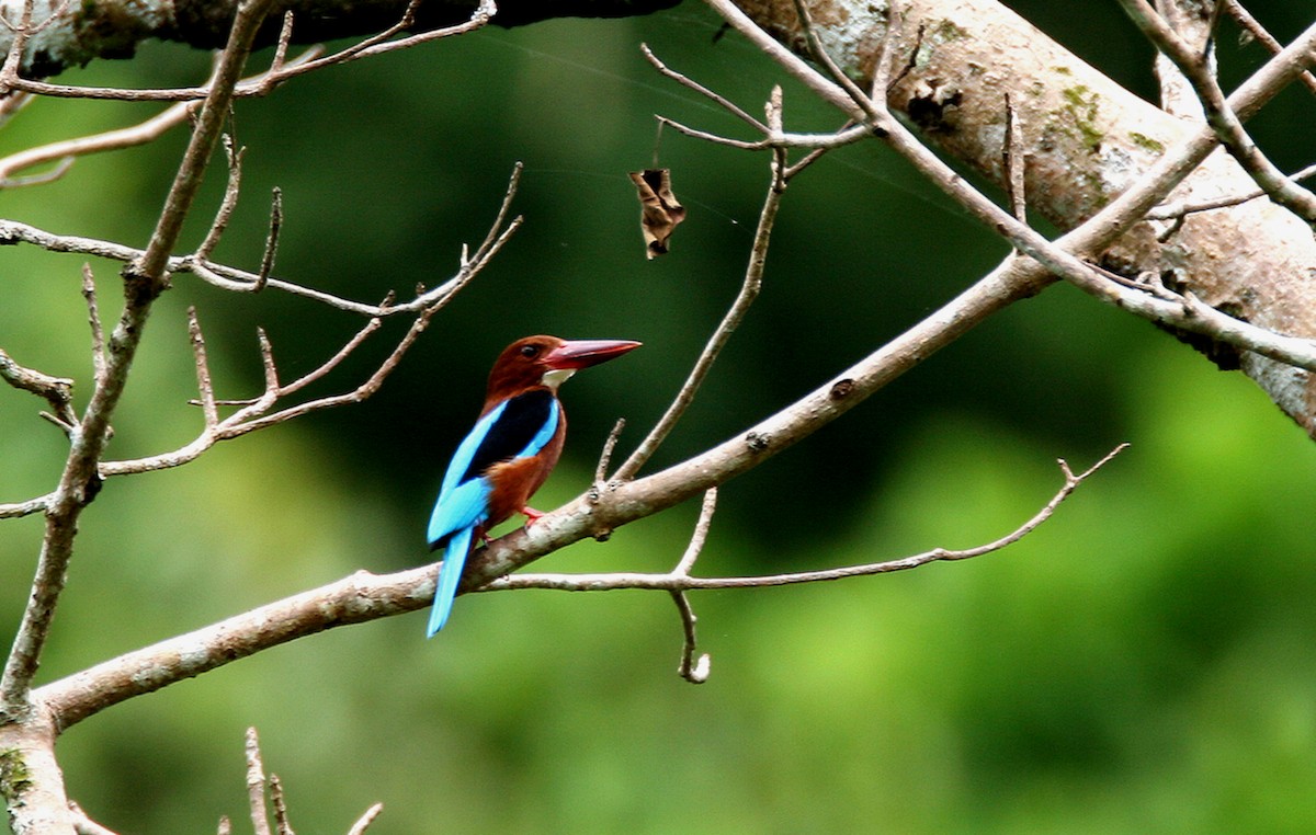 Brown-breasted Kingfisher - ML68110131