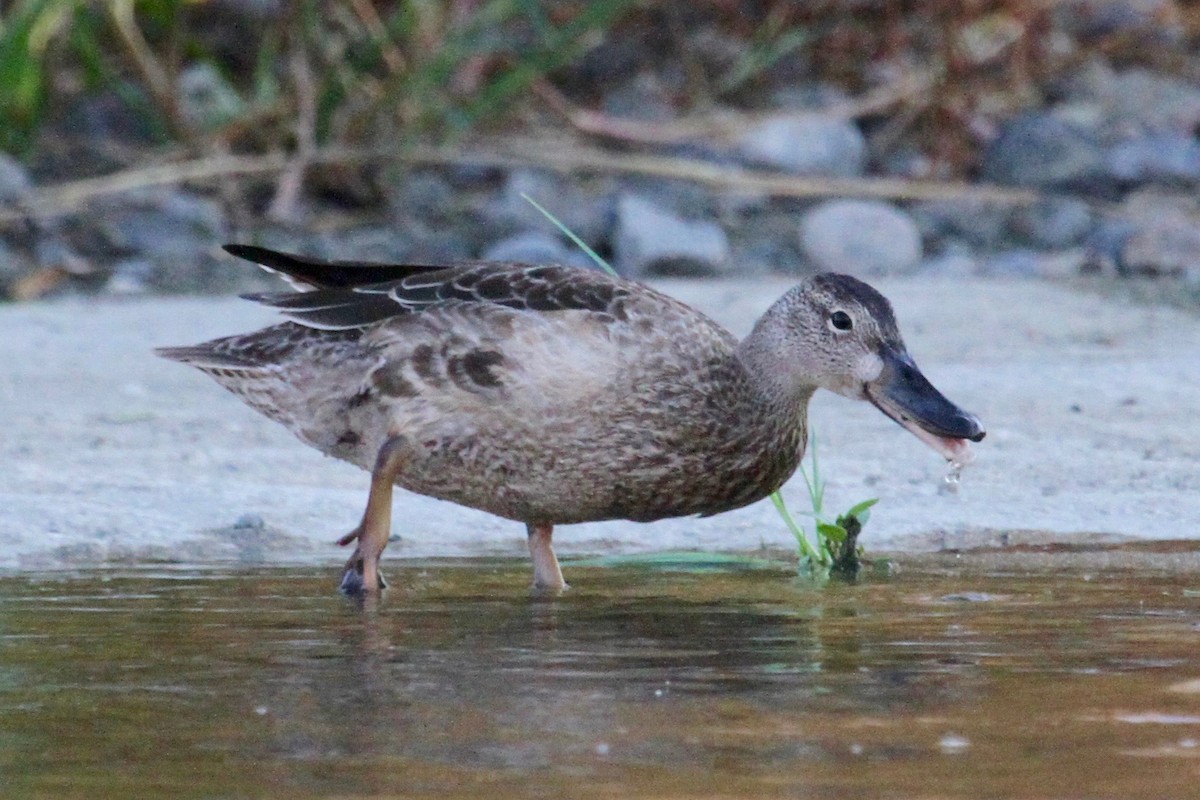 Blue-winged Teal - ML68111371