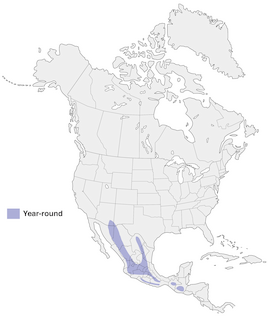 Figure 1. Distribution of the Yellow-eyed Junco. - Range Map