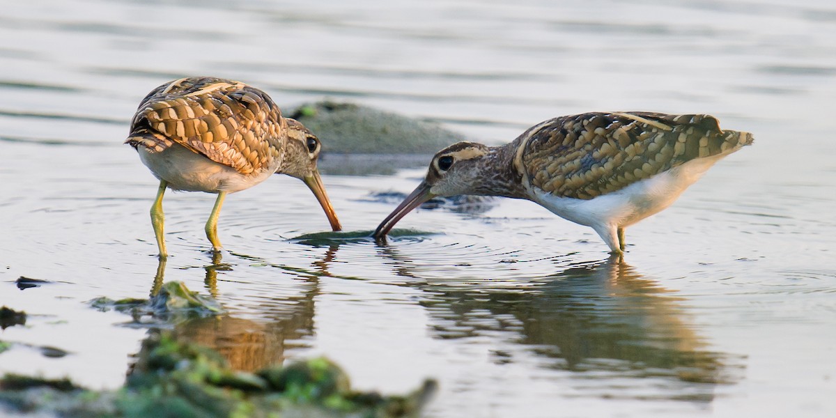 Greater Painted-Snipe - ML68112851