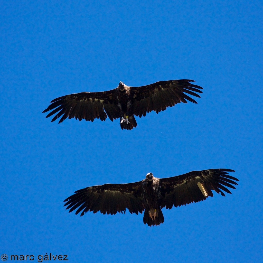 Cinereous Vulture - ML68114641