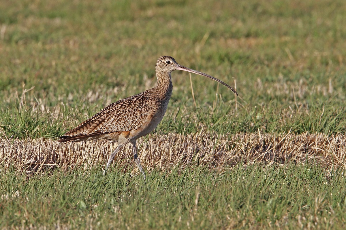 Long-billed Curlew - ML68114731