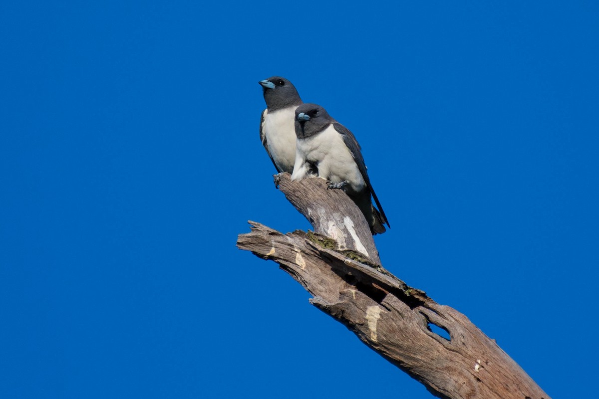 White-breasted Woodswallow - ML68117221