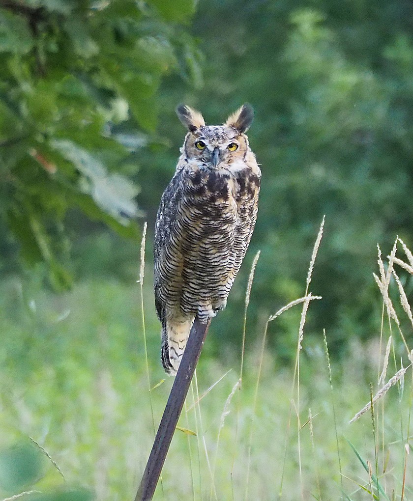 Great Horned Owl - Gordon Johnston