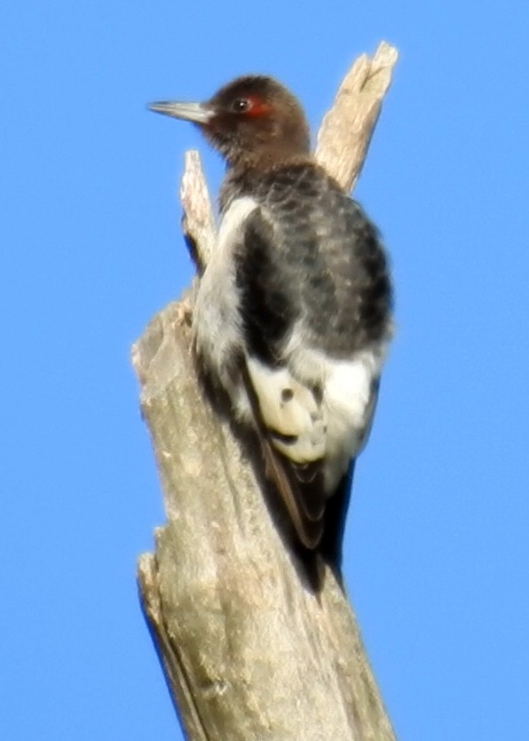 Red-headed Woodpecker - Rick Veldman
