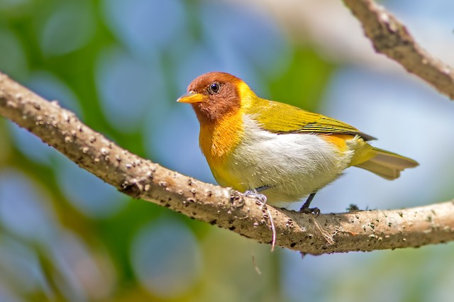 Rufous-headed Tanager - eBird