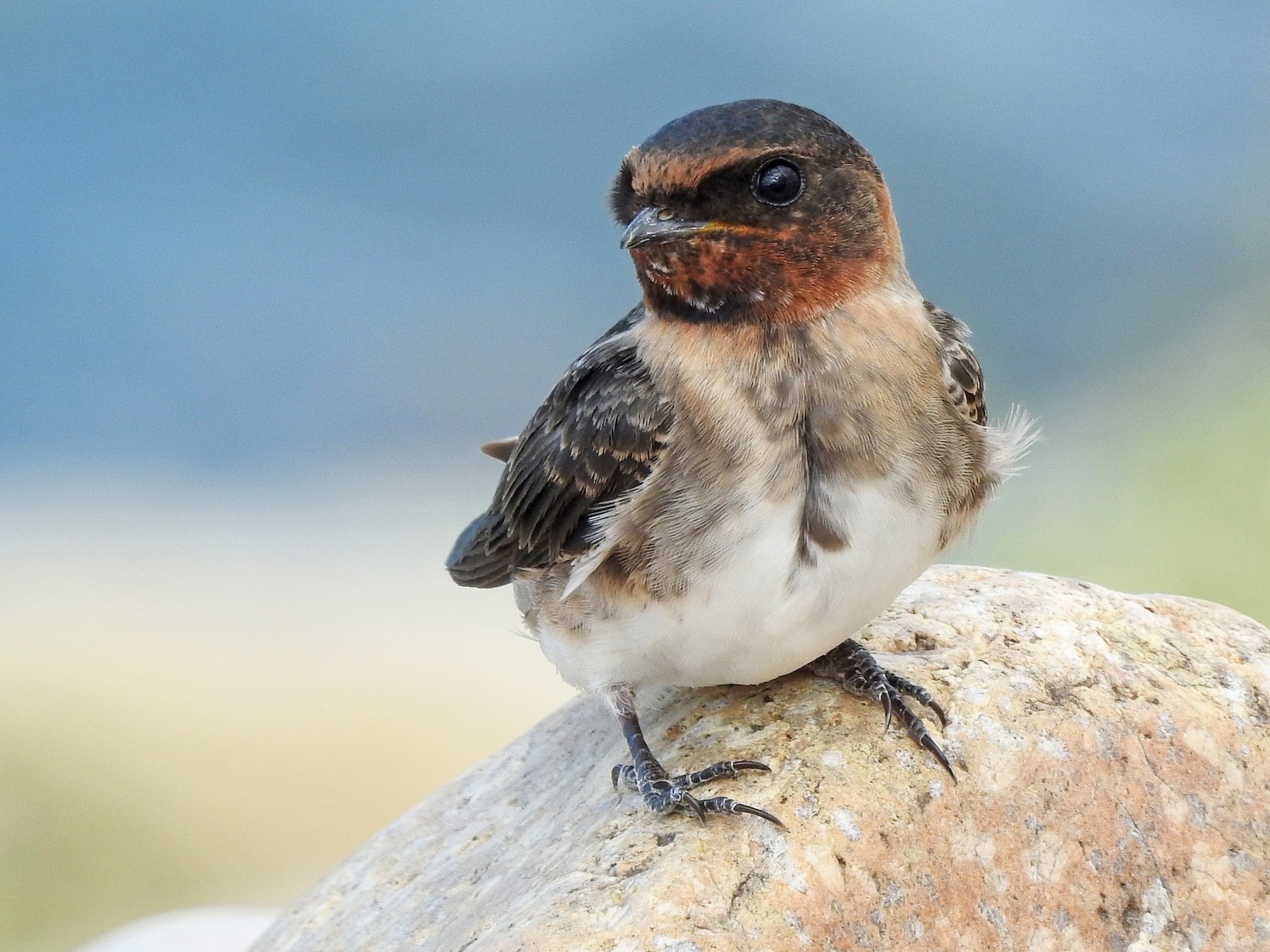 Cliff Swallow - Mary Rumple