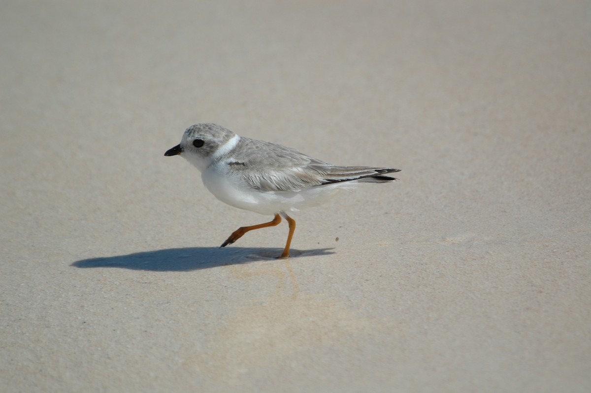 Piping Plover - ML68122921