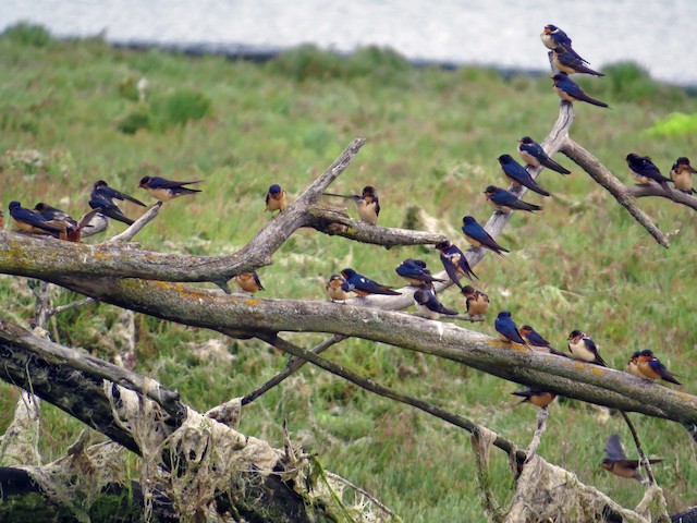 Flock (American) - Barn Swallow - 