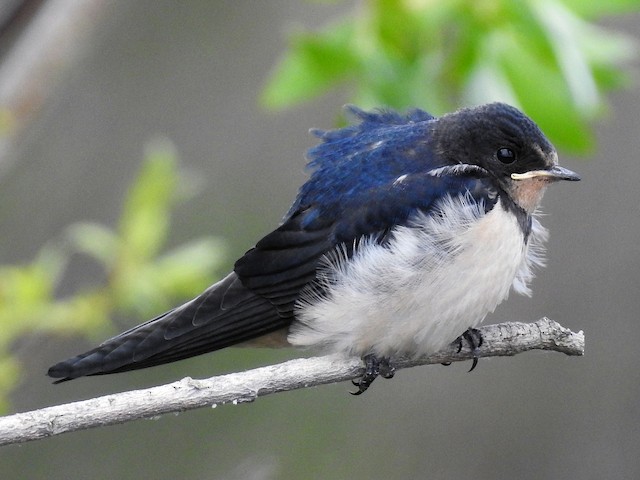 Juvenile (White-bellied) - Barn Swallow - 