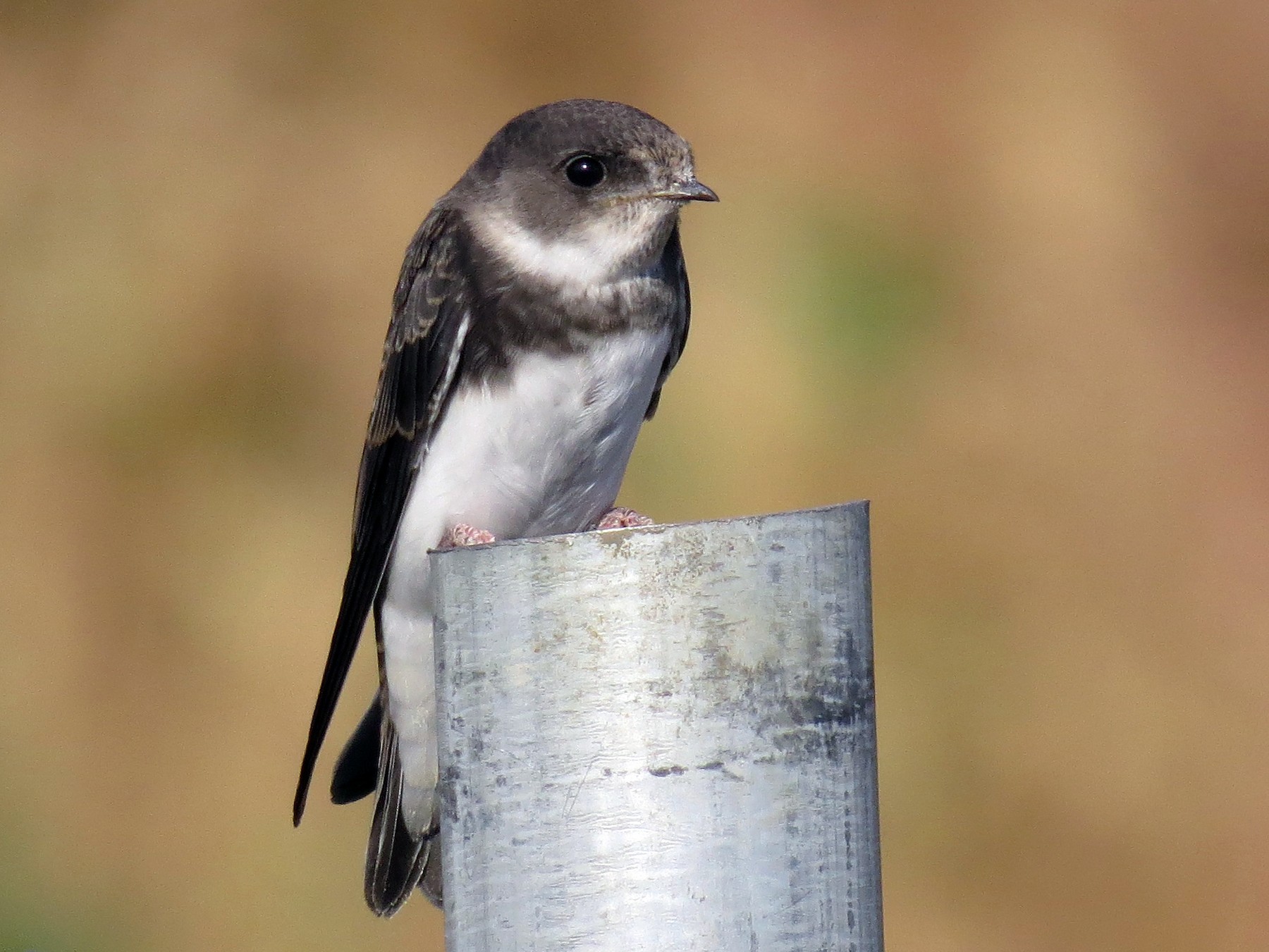 Bank Swallow - eBird