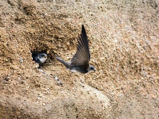  - Bank Swallow