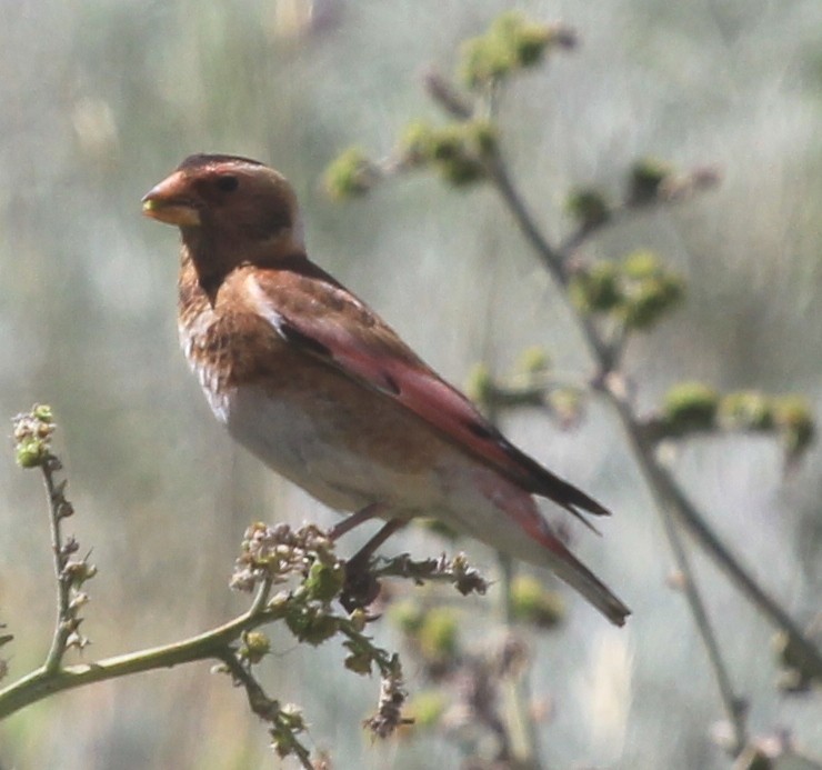 Crimson-winged Finch - ML68124751