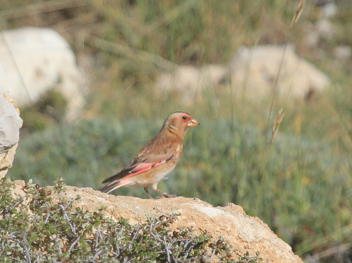 Crimson-winged Finch - ML68124771