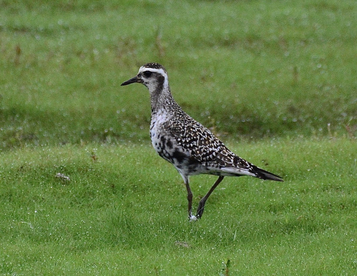 American Golden-Plover - George McHenry