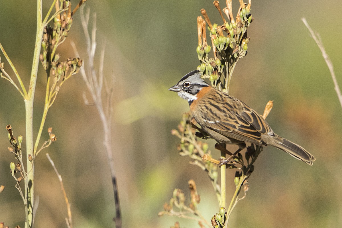 Rufous-collared Sparrow - Bradley Hacker 🦜