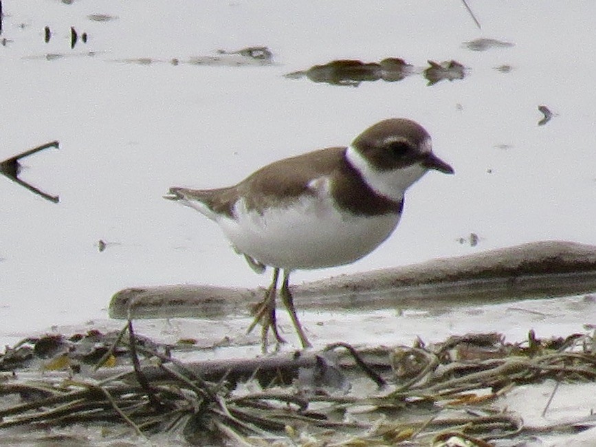 Semipalmated Plover - ML68126321