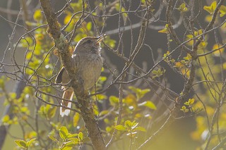  - Rusty-fronted Canastero