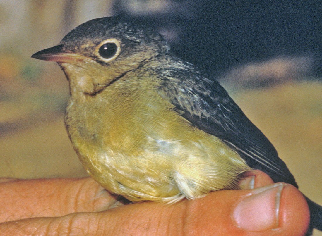 Connecticut Warbler - Big Sur Ornithological Lab
