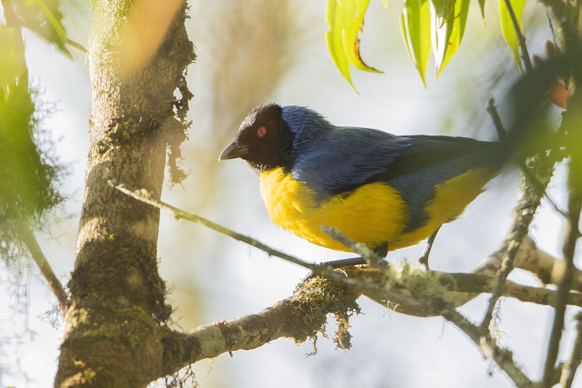 Hooded Mountain Tanager - ML68127551