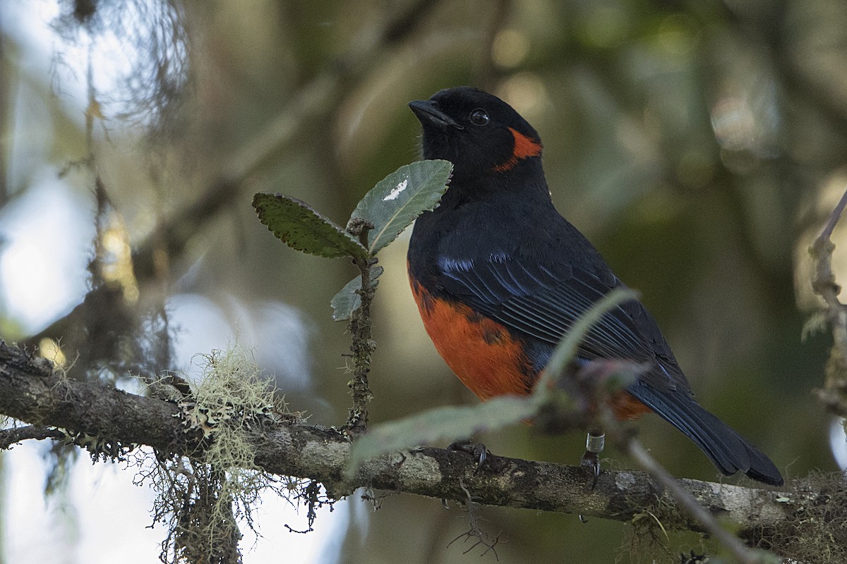 Scarlet-bellied Mountain Tanager - ML68127561