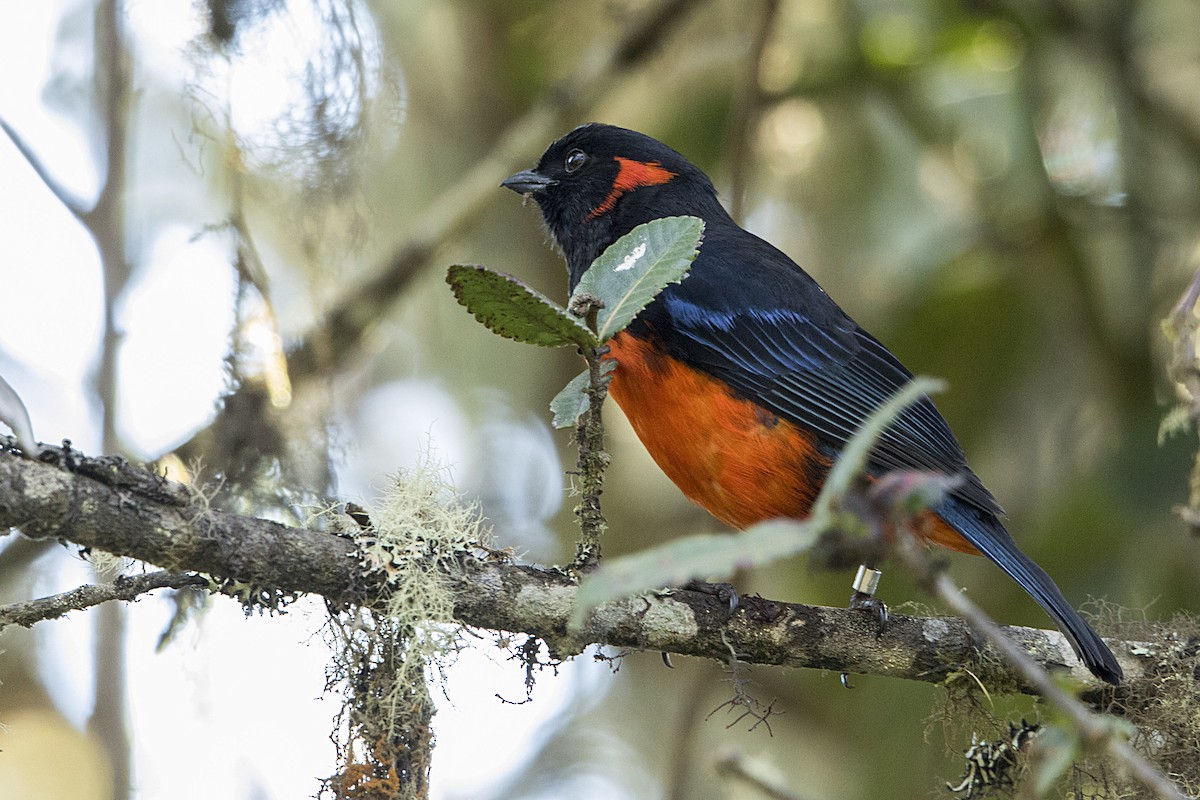 Scarlet-bellied Mountain Tanager - ML68127571
