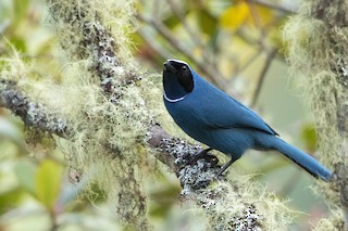  - White-collared Jay