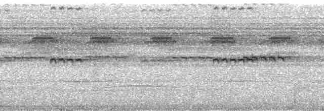 amazonvatretreløper (certhia) - ML68128