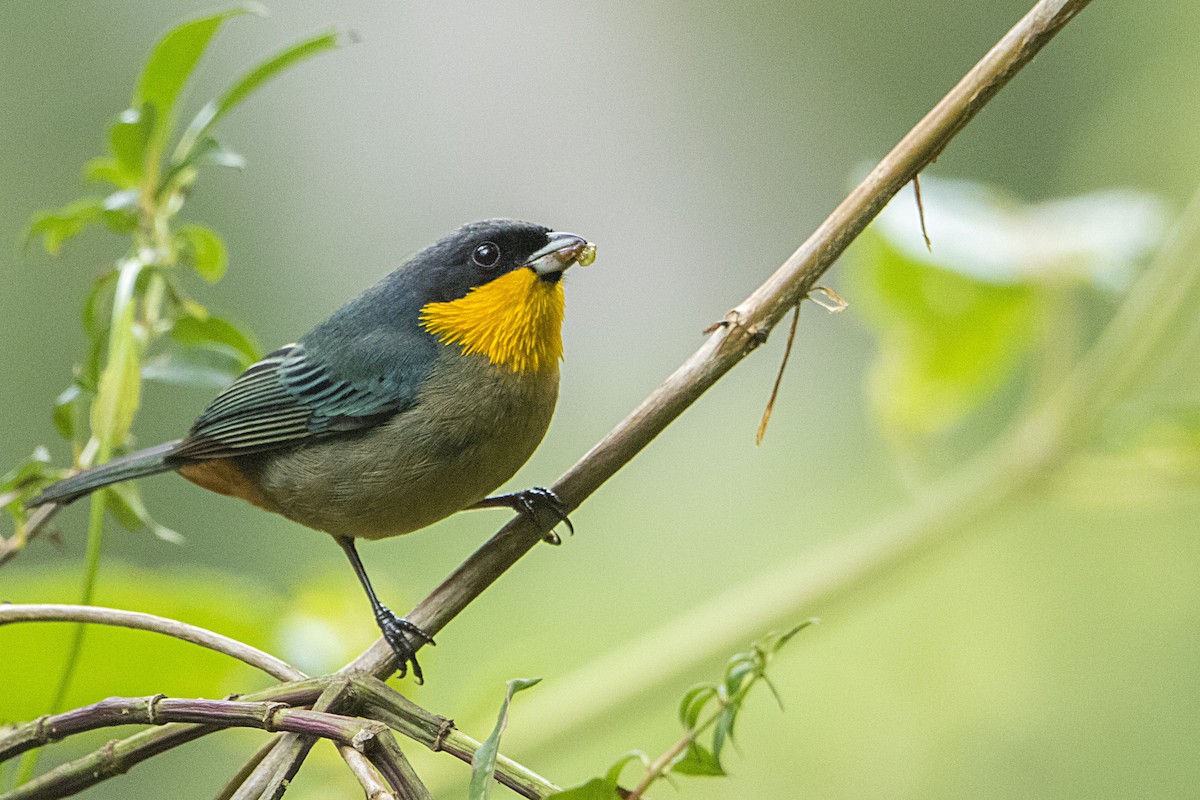 Yellow-throated Tanager - Bradley Hacker 🦜