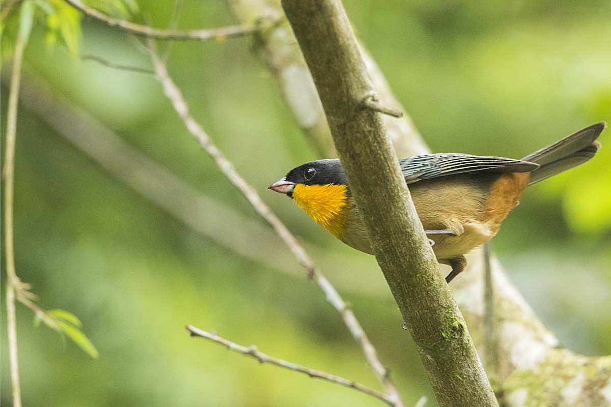 Yellow-throated Tanager - ML68128181