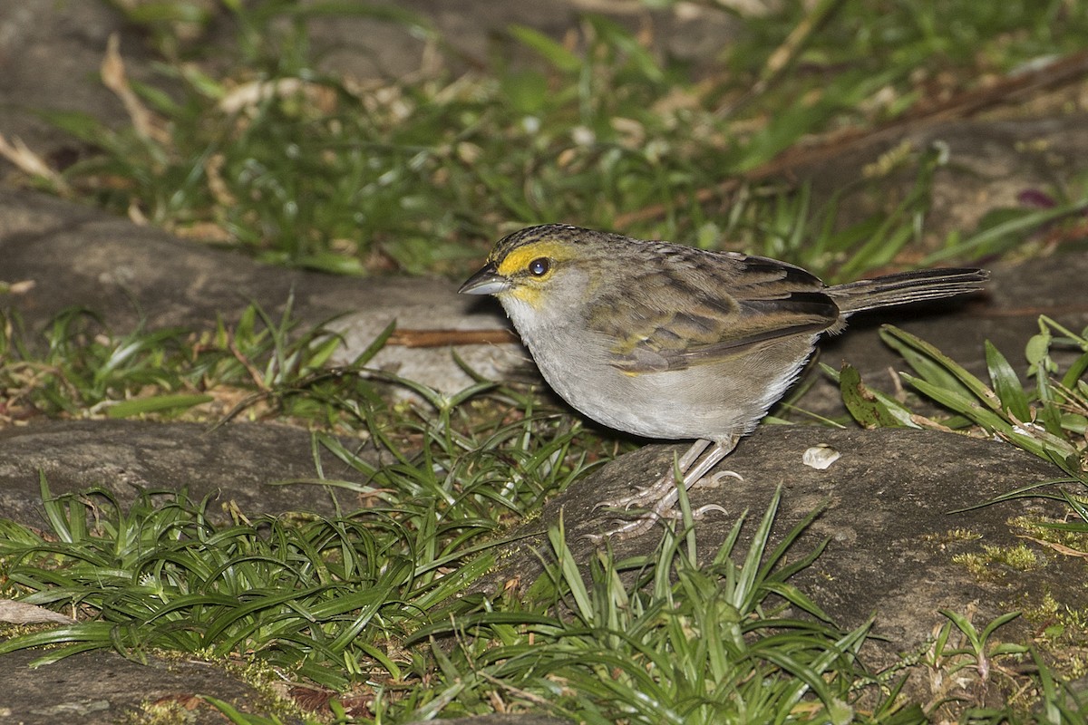 Yellow-browed Sparrow - ML68128501