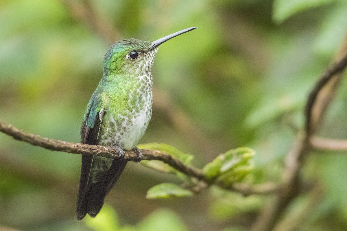 Many-spotted Hummingbird - ML68128541