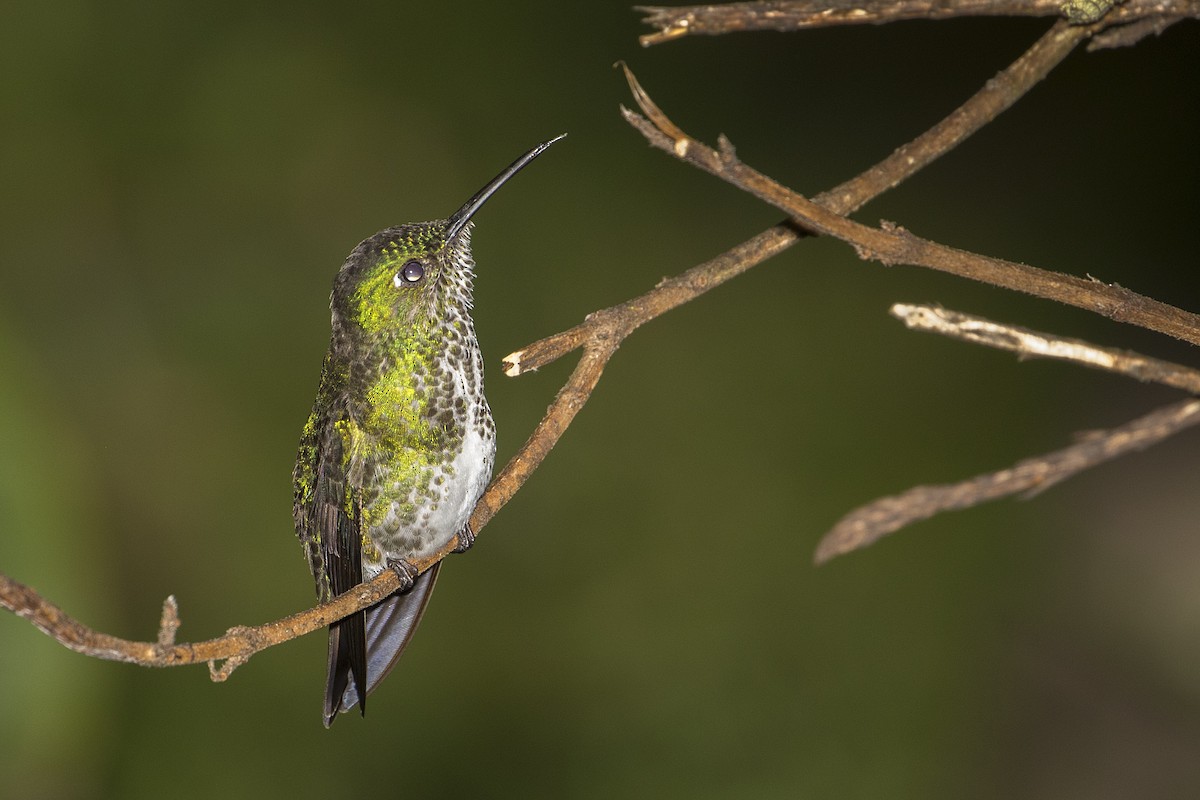 Many-spotted Hummingbird - ML68128551