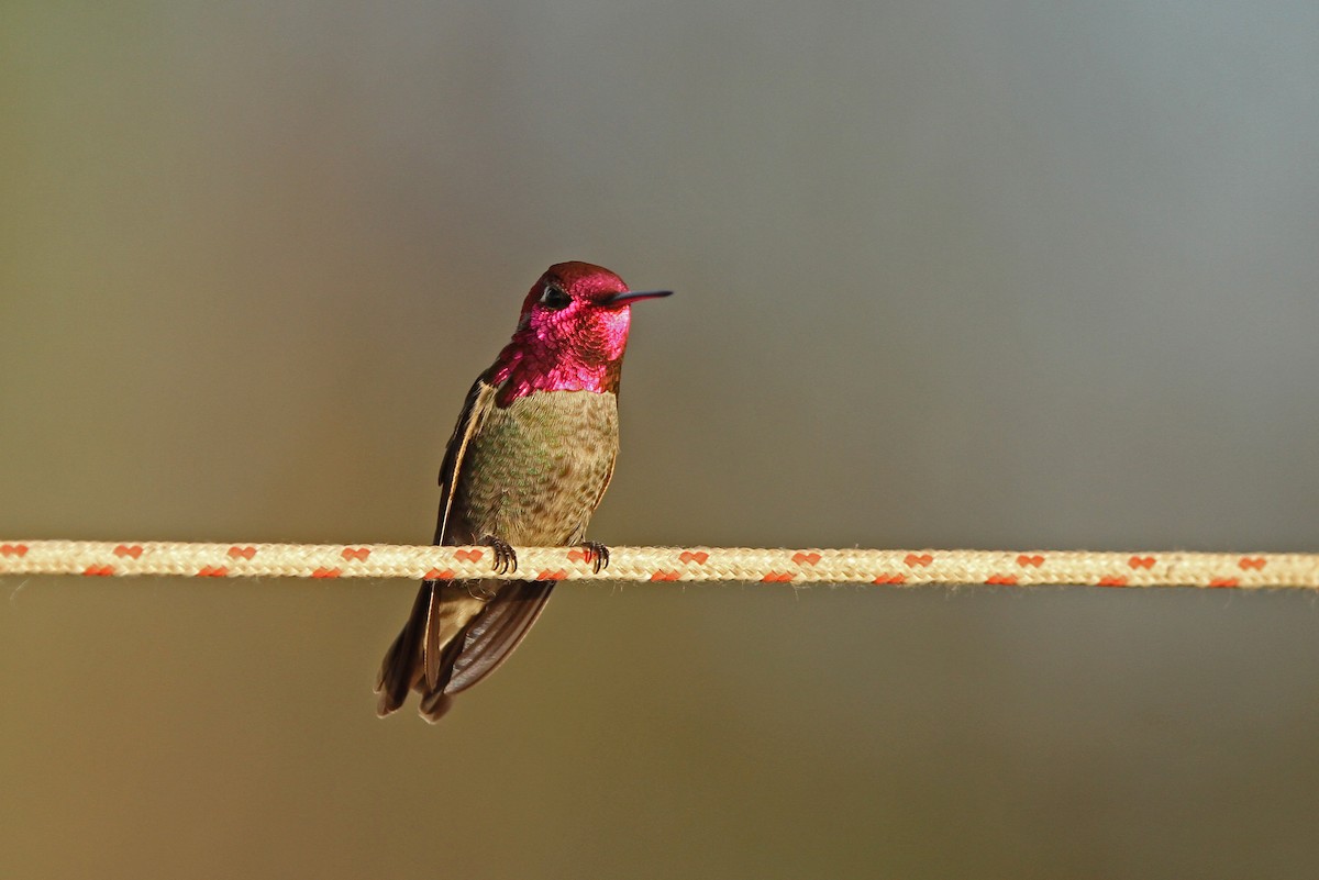 Anna's Hummingbird - Christoph Moning