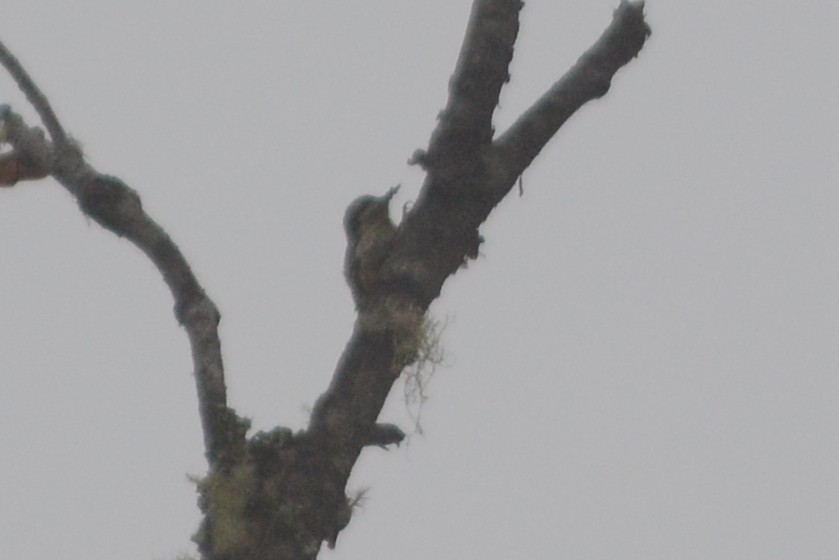 Sulawesi Pygmy Woodpecker - ML68132541