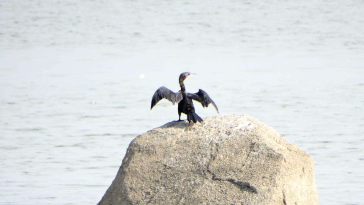 Little Cormorant - Ajinkya  Supekar
