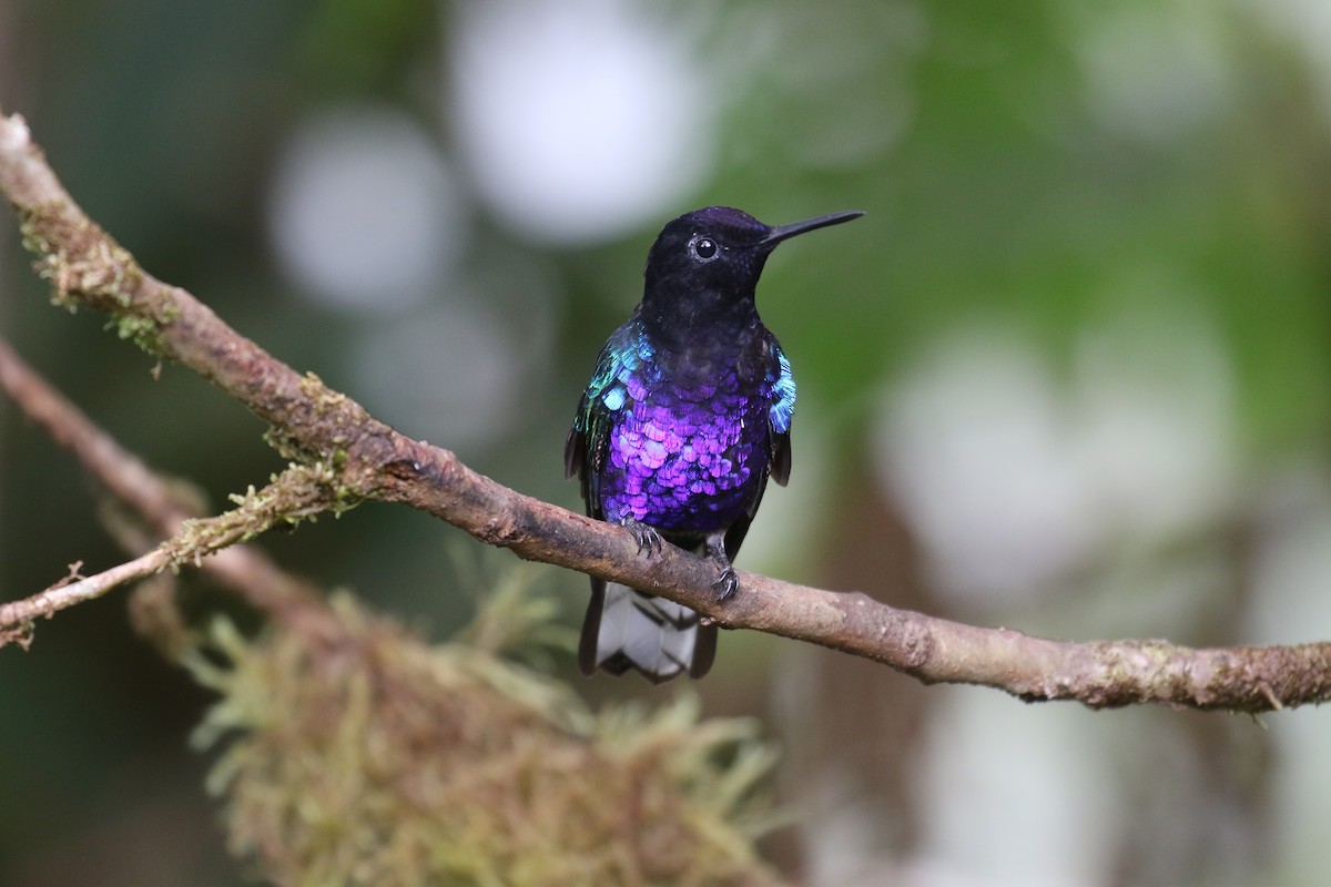 kolibřík hyacintový - ML68135351