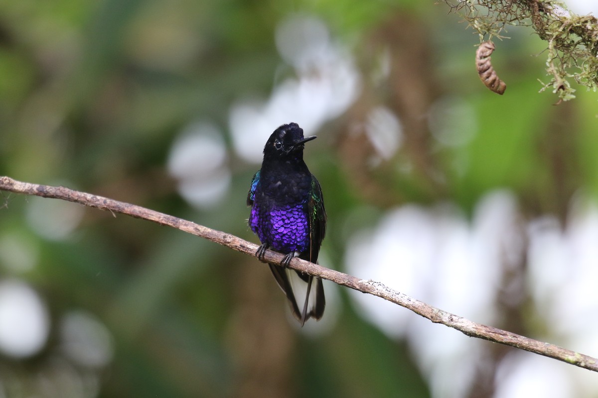 kolibřík hyacintový - ML68135361